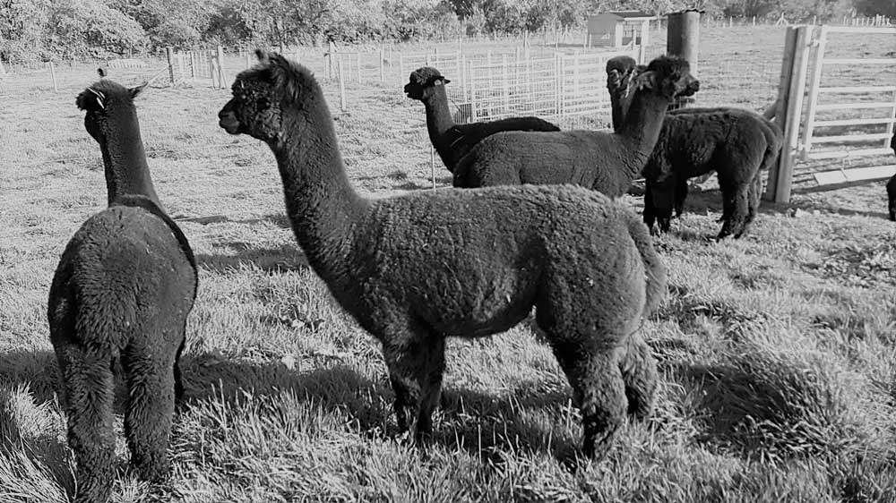 Alpaca Wool - What Makes it so Special? – JJ Caprices