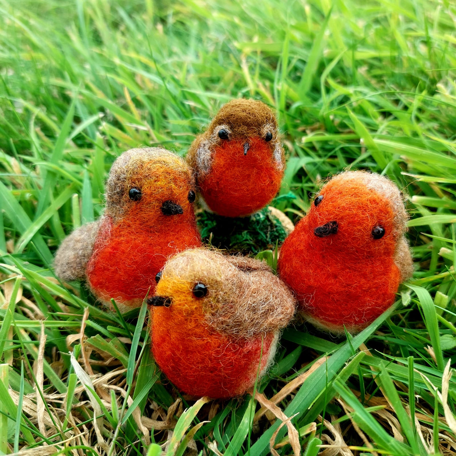 robins